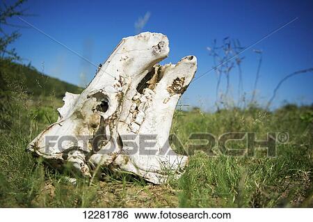 Hippopotamus skull (Hippopotamus amphibius), Kruger National Park; South Africa View Large Photo Image Stock Photograph - Hippopotamus skull (Hippopotamus amphibius), Kruger National Park; South Africa. Fotosearch