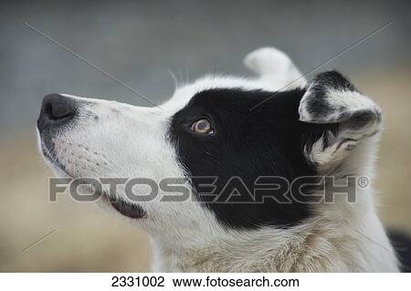 Icelandic Sheep Herding Dog; Iceland View Large Photo Image Stock Image - Icelandic Sheep Herding Dog; Iceland. Fotosearch