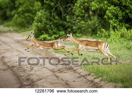 Impala (Aepyceros melampus), Chobe National Park; Kasane, Botswana View Large Photo Image Stock Photograph - Impala (Aepyceros melampus), Chobe National Park; Kasane, Botswana. Fotosearch