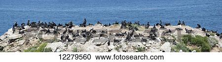 Large flock of birds sitting on a hill at the water's edge; South Shields, Tyne and Wear, England View Large Photo Image Stock Image - Large flock of birds sitting on a hill at the water's edge; South Shields, Tyne and Wear, England. Fotosearch