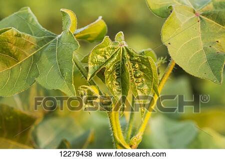 Stock Photo - Leaves in terminal of cotton plant; England, Arkansas, United States of America. Fotosearch