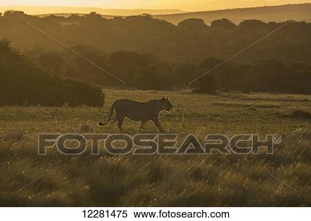 Liomess walking in the setting sun; South Africa View Large Photo Image Stock Photography - Liomess walking in the setting sun; South Africa. Fotosearch