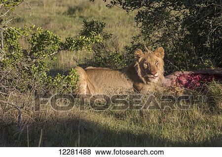 Stock Photo - Lion eating a killed kudu; South Africa. Fotosearch