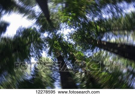 Looking up to the tops of the trees, Huboldt Redwoods State Park, radial blur; Weott, California, United States of America View Large Photo Image Stock Photography - Looking up to the tops of the trees, Huboldt Redwoods State Park, radial blur; Weott, California, United States of America. Fotosearch