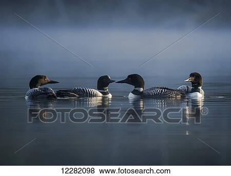 Loons on a misty lake at sunrise; Ontario, Canada View Large Photo Image Stock Photo - Loons on a misty lake at sunrise; Ontario, Canada. Fotosearch