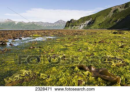Stock Image - Low Tide In Isanotski Strait; False Pass, Alaska, United States Of America. Fotosearch
