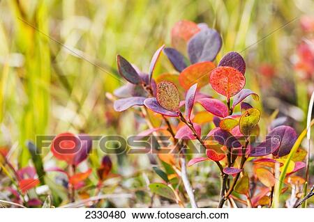 Stock Image - Lowbush Blueberry In Autumn Colors Near The Noatak River, Brooks Range; Alaska, United States Of America. Fotosearch