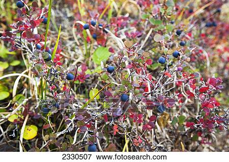 Lowbush Blueberry In Autumn Colors Near The Noatak River, Brooks Range; Alaska, United States Of America View Large Photo Image Stock Photo - Lowbush Blueberry In Autumn Colors Near The Noatak River, Brooks Range; Alaska, United States Of America. Fotosearch