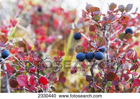 Lowbush Blueberry In Fall Colors Near The Noatak River, Brooks Range; Alaska, United States Of America View Large Photo Image Stock Image - Lowbush Blueberry In Fall Colors Near The Noatak River, Brooks Range; Alaska, United States Of America. Fotosearch