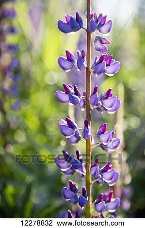 Lupin in blossom, Tynehead Park; Surrey, British Columbia, Canada View Large Photo Image Stock Image - Lupin in blossom, Tynehead Park; Surrey, British Columbia, Canada. Fotosearch