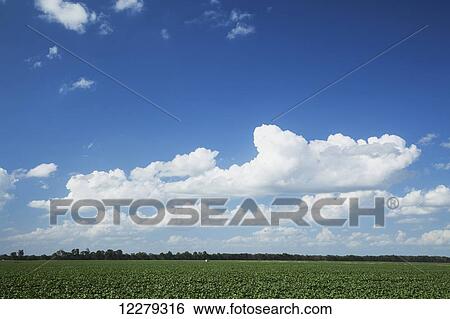 Mid-summer cloud formations over Arkansas cotton field; England, Arkansas, United States of America View Large Photo Image Stock Photograph - Mid-summer cloud formations over Arkansas cotton field; England, Arkansas, United States of America. Fotosearch