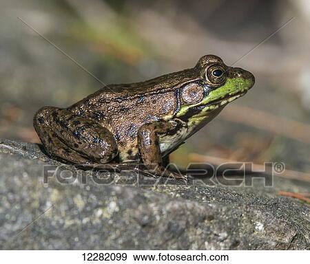 Mink frog (Rana septentrionalis) on a rock; Ontario, Canada View Large Photo Image Stock Photo - Mink frog (Rana septentrionalis) on a rock; Ontario, Canada. Fotosearch