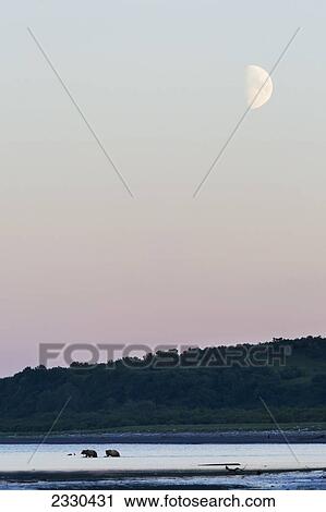 Stock Image - Moon In The Sky And Bears In The Water On Hallo Bay, Katmai Naional Park, Alaska Peninsula; Southwest Alaska, United States Of America. Fotosearch
