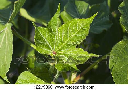 Morning dew forms interesting outlines on veins on cotton plant leaf; England, Arizona, United States of America View Large Photo Image Stock Image - Morning dew forms interesting outlines on veins on cotton plant leaf; England, Arizona, United States of America. Fotosearch