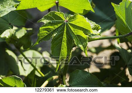 Stock Image - Morning dew forms interesting outlines on veins on cotton plant leaf; England, Arizona, United States of America. Fotosearch