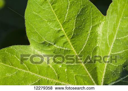 Stock Photo - Morning dew forms interesting outlines on veins on cotton plant leaf; England, Arizona, United States of America. Fotosearch