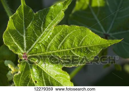 Stock Photo - Morning dew forms interesting outlines on veins on cotton plant leaf; England, Arizona, United States of America. Fotosearch