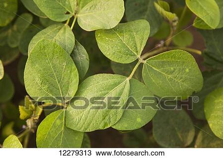 Stock Image - Morning dew on soybean plant foliage; England, Arkansas, United States of America. Fotosearch