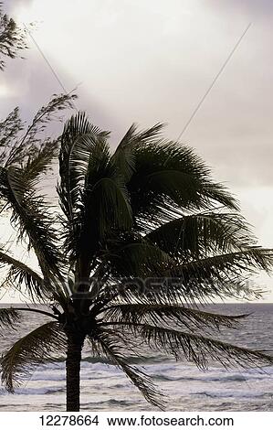 Morning sunrise through the palm trees along Lydgate Beach; Wailua, Kauai, Hawaii, United States of America View Large Photo Image Picture - Morning sunrise through the palm trees along Lydgate Beach; Wailua, Kauai, Hawaii, United States of America. Fotosearch