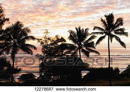 Morning sunrise through the palm trees along Lydgate Beach; Lydgate, Kauai, Hawaii, United States of America View Large Photo Image Stock Photo - Morning sunrise through the palm trees along Lydgate Beach; Lydgate, Kauai, Hawaii, United States of America. Fotosearch
