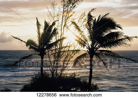 Morning sunrise through the palm trees along Lydgate Beach; Wailua, Kauai, Hawaii, United States of America View Large Photo Image Stock Photograph - Morning sunrise through the palm trees along Lydgate Beach; Wailua, Kauai, Hawaii, United States of America. Fotosearch