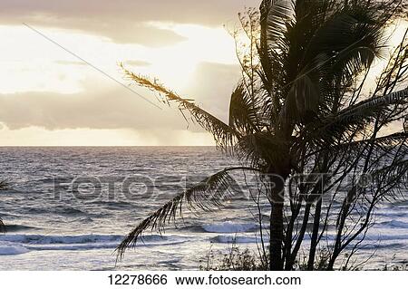 Morning sunrise through the palm trees along Lydgate Beach; Lydgate, Kauai, Hawaii, United States of America View Large Photo Image Stock Photograph - Morning sunrise through the palm trees along Lydgate Beach; Lydgate, Kauai, Hawaii, United States of America. Fotosearch