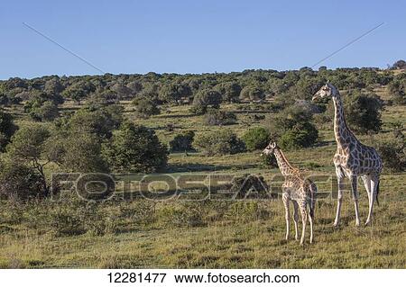Mother and baby giraffe; South Africa View Large Photo Image Stock Photo - Mother and baby giraffe; South Africa. Fotosearch