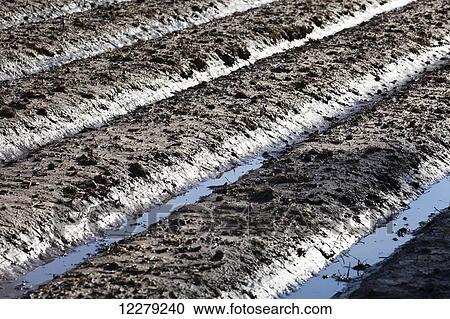Stock Image - Muddy, bedded crop land in early spring, with moisture soaking into the beds; England, Arkansas, United States of America. Fotosearch