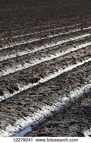 Stock Image - Muddy, bedded crop land in early spring, with moisture soaking into the beds; England, Arkansas, United States of America. Fotosearch