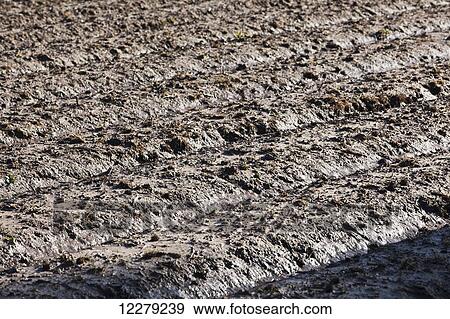 Stock Photo - Muddy, bedded crop land in early spring, with moisture soaking into the beds; England, Arkansas, United States of America. Fotosearch