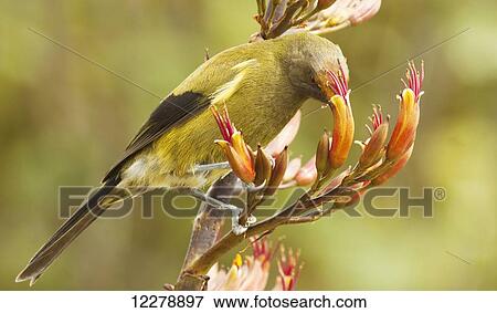 New Zealand Bellbird (Anthornis melanura) perched on flax flowers, feeding on pollen in the flax flowers; Greymouth, South Island, New Zealand View Large Photo Image Stock Photo - New Zealand Bellbird (Anthornis melanura) perched on flax flowers, feeding on pollen in the flax flowers; Greymouth, South Island, New Zealand. Fotosearch