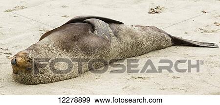 New Zealand fur seal (Arctocephalus forsteri) relaxing in the sun at Farewell Spit; New Zealand View Large Photo Image Stock Photo - New Zealand fur seal (Arctocephalus forsteri) relaxing in the sun at Farewell Spit; New Zealand. Fotosearch