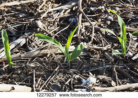 Stock Photo - No till corn at 3-4 leaf stage growing on bedded land where previous crops of no till cotton and no till corn have been produced; England, Arkansas, United States of America. Fotosearch