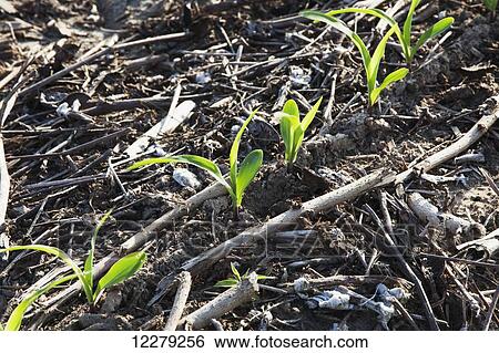 Stock Photograph - No till corn at 3-4 leaf stage growing on bedded land where previous crops of no till cotton and no till corn have been produced; England, Arkansas, United States of America. Fotosearch