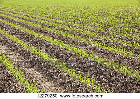 Stock Image - No-till corn at 4-5 leaf stage growing on beds where no till cotton and no-till corn have grown in preceding years; England, Arkansas, United States of America. Fotosearch