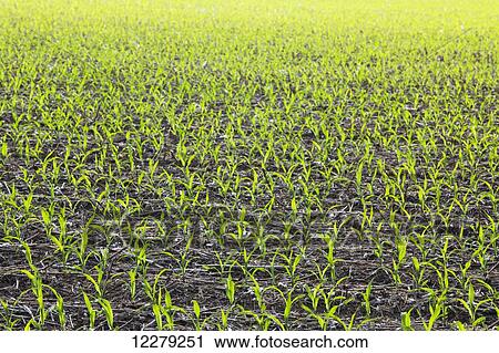 Stock Image - No-till corn at 4-5 leaf stage growing on beds where no till cotton and no-till corn have grown in preceding years; England, Arkansas, United States of America. Fotosearch