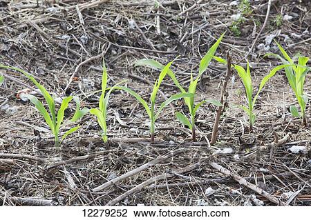 No-till corn at 4-5 leaf stage growing on beds where no till cotton and no-till corn have grown in preceding years; England, Arkansas, United States of America View Large Photo Image Stock Image - No-till corn at 4-5 leaf stage growing on beds where no till cotton and no-till corn have grown in preceding years; England, Arkansas, United States of America. Fotosearch