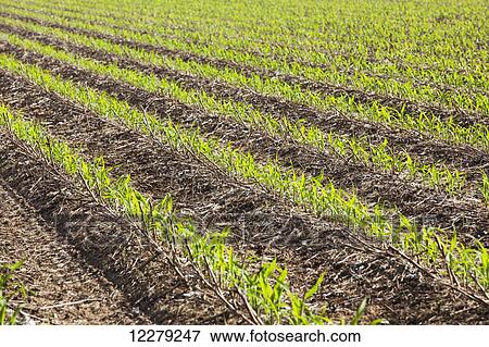 Stock Photo - No-till corn at 4-5 leaf stage growing on beds where no till cotton and no-till corn have grown in preceding years; England, Arkansas, United States of America. Fotosearch
