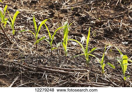 No-till corn at 4-5 leaf stage growing on beds where no till cotton and no-till corn have grown in preceding years; England, Arkansas, United States of America View Large Photo Image Stock Photo - No-till corn at 4-5 leaf stage growing on beds where no till cotton and no-till corn have grown in preceding years; England, Arkansas, United States of America. Fotosearch