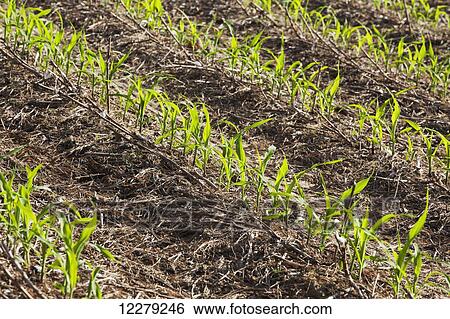 No-till corn at 4-5 leaf stage growing on beds where no till cotton and no-till corn have grown in preceding years; England, Arkansas, United States of America View Large Photo Image Stock Photograph - No-till corn at 4-5 leaf stage growing on beds where no till cotton and no-till corn have grown in preceding years; England, Arkansas, United States of America. Fotosearch