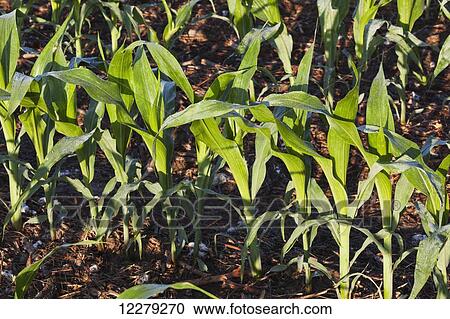 Stock Image - No till corn at approximately 8-10 leaf stage, growing on bedded land where previous crop of no till cotton was produced; England, Arkansas, United States of America. Fotosearch