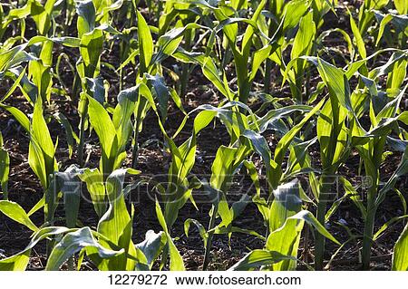 Stock Image - No till corn at approximately 8-10 leaf stage, growing on bedded land where previous crop of no till cotton was produced; England, Arkansas, United States of America. Fotosearch