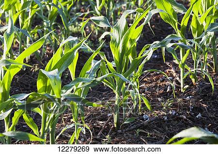 Stock Photo - No till corn at approximately 8-10 leaf stage, growing on bedded land where previous crop of no till cotton was produced; England, Arkansas, United States of America. Fotosearch