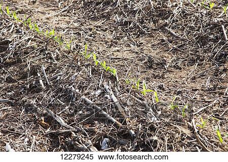 Stock Photography - No-till corn seedlings at 3 leaf stage, growing on bedded land where no-till cotton and no-till corn have been grown; England, Arkansas, United States of America. Fotosearch