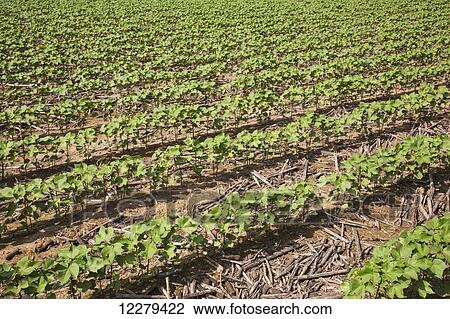 Stock Image - No till cotton, approximately 10-12 leaf stage, following previous year's crop of corn; England, Arkansas, United States of America. Fotosearch