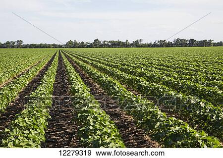 Stock Photo - No till cotton field; England, Arkansas, United States of America. Fotosearch