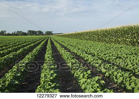 Stock Photo - No till cotton growing beside no till corn; England, Arkansas, United States of America. Fotosearch