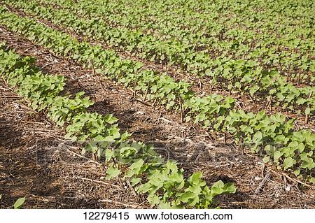 No till cotton growing in field where previous crop was no till cotton; England, Arkansas, United States of America View Large Photo Image Stock Photography - No till cotton growing in field where previous crop was no till cotton; England, Arkansas, United States of America. Fotosearch