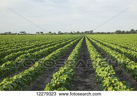 Stock Image - No till cotton in peak of fruit development stage; England, Arkansas, United States of America. Fotosearch