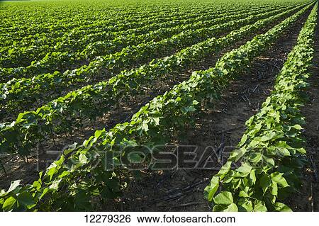 Stock Photograph - No till cotton in peak of fruit development stage; England, Arkansas, United States of America. Fotosearch